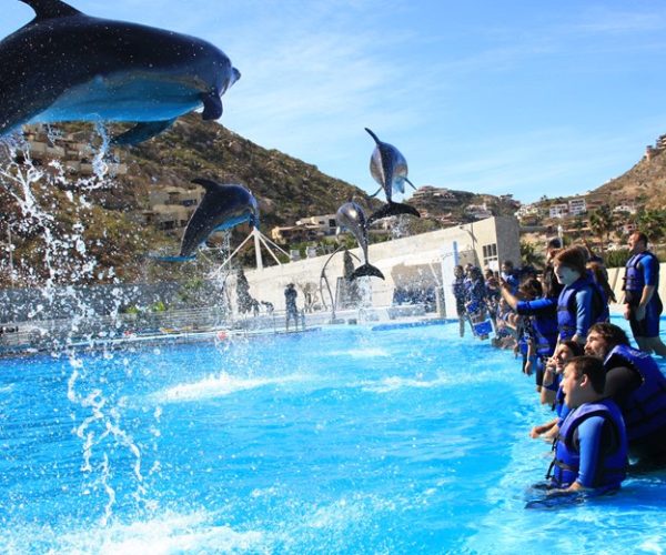 los cabos buceo Nado con delfines