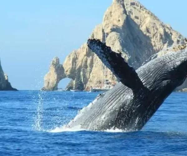 los cabos buceo avistamiento de ballenas