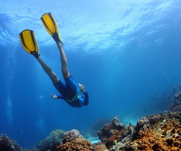 puerto vallarta buceo